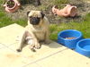 Mops Hund