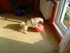 Mops Foto: medo (ID 34840) Mops Hund