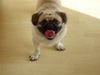 Mops Foto: medoo (ID 34841) Mops Hund