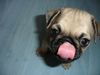 Mops Foto: Pauline (ID 22378) Mops Hund