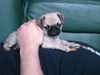 Mops Foto: Pauline mal ganz lieb (ID 21971) Mops Hund