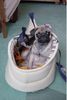 Mops Foto: Bin reisefertig! (ID 20257) Mops Hund