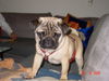 Mops Foto (ID 34419) Mops Hund