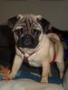 Mops Foto (ID 34420) Mops Hund