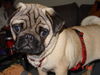 Mops Foto (ID 34421) Mops Hund