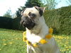 Mops Hund