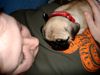 Mops Foto: so verschmust! (ID 33586) Mops Hund
