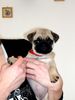 Mops Foto: Molly mit 9 Wochen (ID 33585) Mops Hund