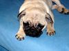 Mops Foto: Molly (ID 33584) Mops Hund