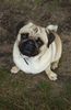 Mops Foto: Louis, mein Schatz (ID 40840) Mops Hund