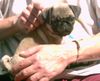 Mops Hund