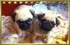 Mops Foto: Hallo! (ID 22153) Mops Hund