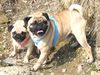 Mops Foto: ein toller ausflug (ID 21217) Mops Hund
