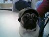Mops Foto: Quentin (ID 9468) Mops Hund