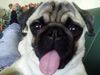 Mops Foto: Unser frecher Balou! (ID 34359) Mops Hund