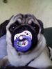 Mops Foto: Was man beim Gassigehen so alles finden kann...! (ID 34358) Mops Hund