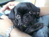 Mops Hund