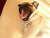 Mops Hund