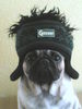 Mops Hund