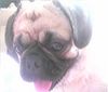 Mops Foto: Medo medeni (ID 26797) Mops Hund