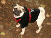 Mops Hund
