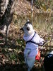 Mops Hund
