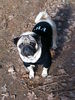 Mops Hund