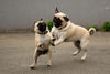 Mops Foto: Naomi & Venus (ID 40182) Mops Hund