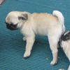 Mops Foto: HAT MAN DA NOCH WORTE? (ID 21473) Mops Hund