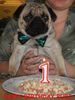Mops Foto: Rudi`s 1. Geburtstag (ID 14562) Mops Hund