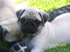 Mops Foto: Harry Potter von der Spreewaldburg (ID 45879) Mops Hund