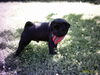 Mops Hund