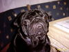 Mops Foto: das ist gismo (ID 36478) Mops Hund
