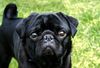 Mops Foto: Murphy (ID 22263) Mops Hund
