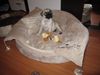 Mops Foto: Mein kleiner König (ID 45846) Mops Hund