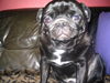 Mops Hund