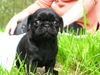 Mops Foto: Little Pug's Holly (ID 41825) Mops Hund