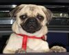 Mops Hund