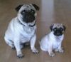 Mops Foto: Unsere Jungs Leo & Mike (ID 33285) Mops Hund
