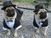 Mops Foto: Ab zur Hochzeit! Wo sind unsere Bräute? (ID 38031) Mops Hund