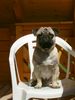 Mops Hund
