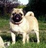 Mops Foto: Laudatio vom Sachsen Adel aus der Mopsvilla Asperner Löwe (ID 15658) Mops Hund