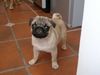 Mops Foto: Linus (ID 15571) Mops Hund
