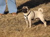 Mops Foto: BOEDHA 2 Jahre alt (ID 44070) Mops Hund