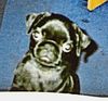 Mops Foto: Murphy mit 13 Wochen (ID 20402) Mops Hund