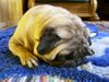 Mops Foto: Siesta (ID 13484) Mops Hund
