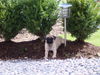 Mops Foto: Meine Pflanze, meine Laterne, mein Garten... (ID 33638) Mops Hund