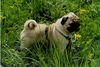 Mops Foto: Canis Pugnax Rockefeller (ID 13482) Mops Hund
