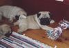 Mops Foto: Canis Pugnax Baby-Laurin (ID 13483) Mops Hund