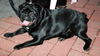Mops Foto: Das ist mein Schatz Monty (ID 37441) Mops Hund